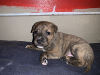 Other Puppies for sale in Pittsburgh, PA 15221, USA. price: NA