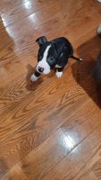 Other Puppies for sale in Baldwin, NY, USA. price: NA