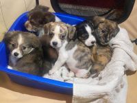 Other Puppies for sale in Lancaster, SC 29720, USA. price: NA