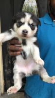 Other Puppies for sale in HALNDLE BCH, FL 33009, USA. price: NA