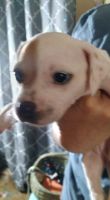 Other Puppies for sale in Chappell Hill, TX 77426, USA. price: NA