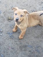 Other Puppies for sale in Friant, CA 93626, USA. price: NA