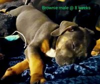 Other Puppies for sale in Havana, FL 32333, USA. price: NA