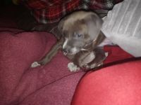 Other Puppies for sale in Empire, CA 95357, USA. price: NA