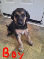 Other Puppies for sale in Bourbonnais, IL 60914, USA. price: NA