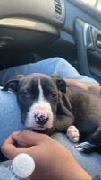 Other Puppies for sale in Middle River, MD 21220, USA. price: NA