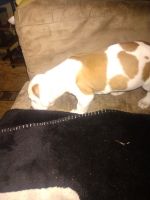 Other Puppies for sale in Lumberton, NC, USA. price: NA