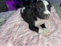 Other Puppies for sale in Denver, CO, USA. price: NA