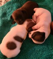 Other Puppies for sale in PT PLEAS BCH, NJ 08742, USA. price: NA