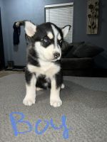 Other Puppies for sale in 1638 W 26th St, Odessa, TX 79763, USA. price: NA