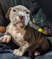 Other Puppies for sale in Des Moines, IA, USA. price: NA
