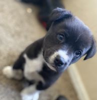 Other Puppies for sale in San Jacinto, CA, USA. price: NA