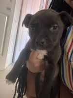 Other Puppies for sale in Lawrenceville, GA, USA. price: NA