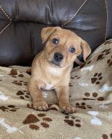 Other Puppies for sale in Brooklyn Park, MN, USA. price: NA