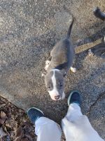 Other Puppies for sale in Winston-Salem, NC, USA. price: NA