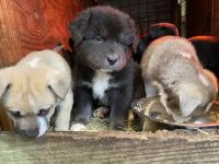 Other Puppies for sale in ST AUG BEACH, FL 32084, USA. price: NA
