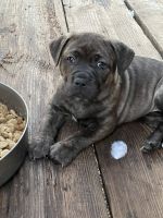 Other Puppies for sale in Midville, GA 30441, USA. price: NA