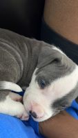 Other Puppies for sale in Long Beach, CA, USA. price: NA