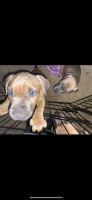 Other Puppies for sale in Newington, CT, USA. price: NA