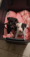 Other Puppies for sale in Detroit, MI, USA. price: NA