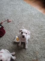 Other Puppies for sale in Canterbury, CT 06331, USA. price: NA
