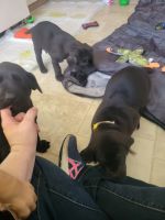 Other Puppies for sale in La Fontaine, IN 46940, USA. price: NA
