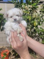 Other Puppies for sale in Eastvale, CA, USA. price: NA