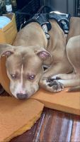 Other Puppies for sale in Jamaica, Queens, NY, USA. price: NA