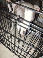 Other Puppies for sale in Columbus, OH, USA. price: NA