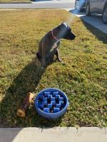 Other Puppies for sale in Killeen, TX, USA. price: NA