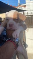 Other Puppies for sale in San Diego, CA 92123, USA. price: NA