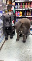 Other Puppies for sale in Woodhaven, MI 48183, USA. price: NA
