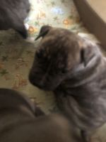 Other Puppies for sale in Bronx, NY, USA. price: NA