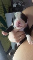 Other Puppies for sale in Canton, TX 75103, USA. price: NA