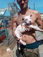 Other Puppies for sale in Sacramento, CA, USA. price: NA