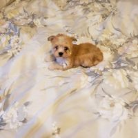 Other Puppies for sale in Bakersfield, CA, USA. price: NA