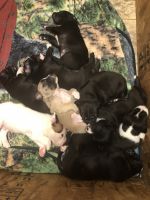 Other Puppies for sale in Ojibwa, WI 54862, USA. price: NA