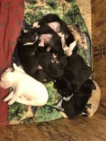 Other Puppies for sale in Ojibwa, WI 54862, USA. price: NA