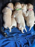 Other Puppies for sale in Hampton, VA, USA. price: NA