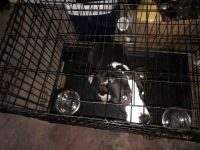 Other Puppies for sale in Milwaukee, WI, USA. price: NA