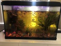 Other Fishes for sale in Cupertino, CA, USA. price: NA