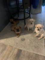 Other Puppies for sale in Pasco, WA 99301, USA. price: NA