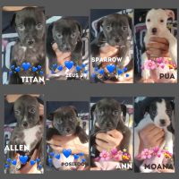 Other Puppies for sale in Colorado Springs, CO, USA. price: NA