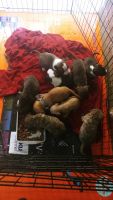 Other Puppies for sale in Brockton, MA, USA. price: NA