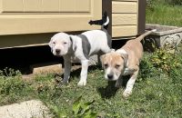Other Puppies for sale in White House, TN, USA. price: NA