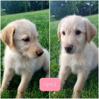 Other Puppies for sale in Murfreesboro, TN 37128, USA. price: NA