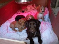 Other Puppies for sale in Pittsburgh, PA, USA. price: NA
