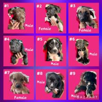 Other Puppies for sale in Milton, FL, USA. price: NA