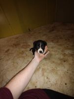 Other Puppies for sale in Black Rock, AR 72415, USA. price: NA