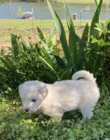 Other Puppies for sale in Booneville, AR 72927, USA. price: NA